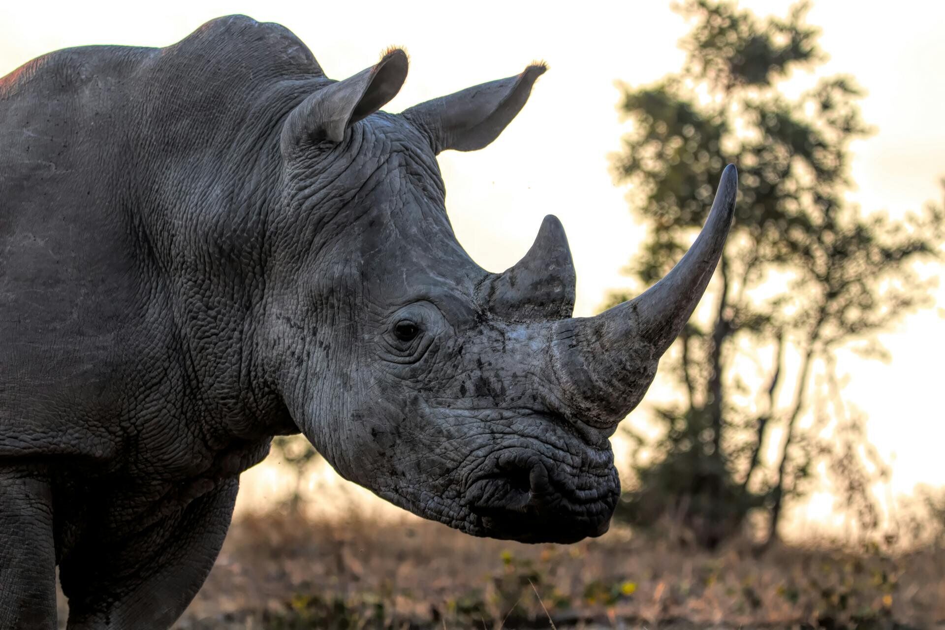 One-horned rhinoceros in Chitwan